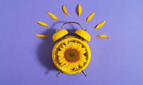 beautiful sunflower studio still life jpg