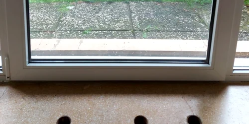 Un urs şi-a facut apariţia în curtea spitalului Voila din Câmpina