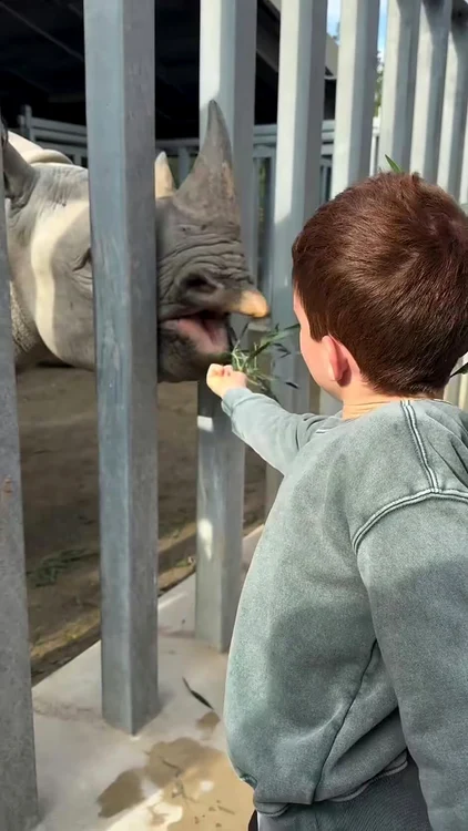 Archie la zoo jpg