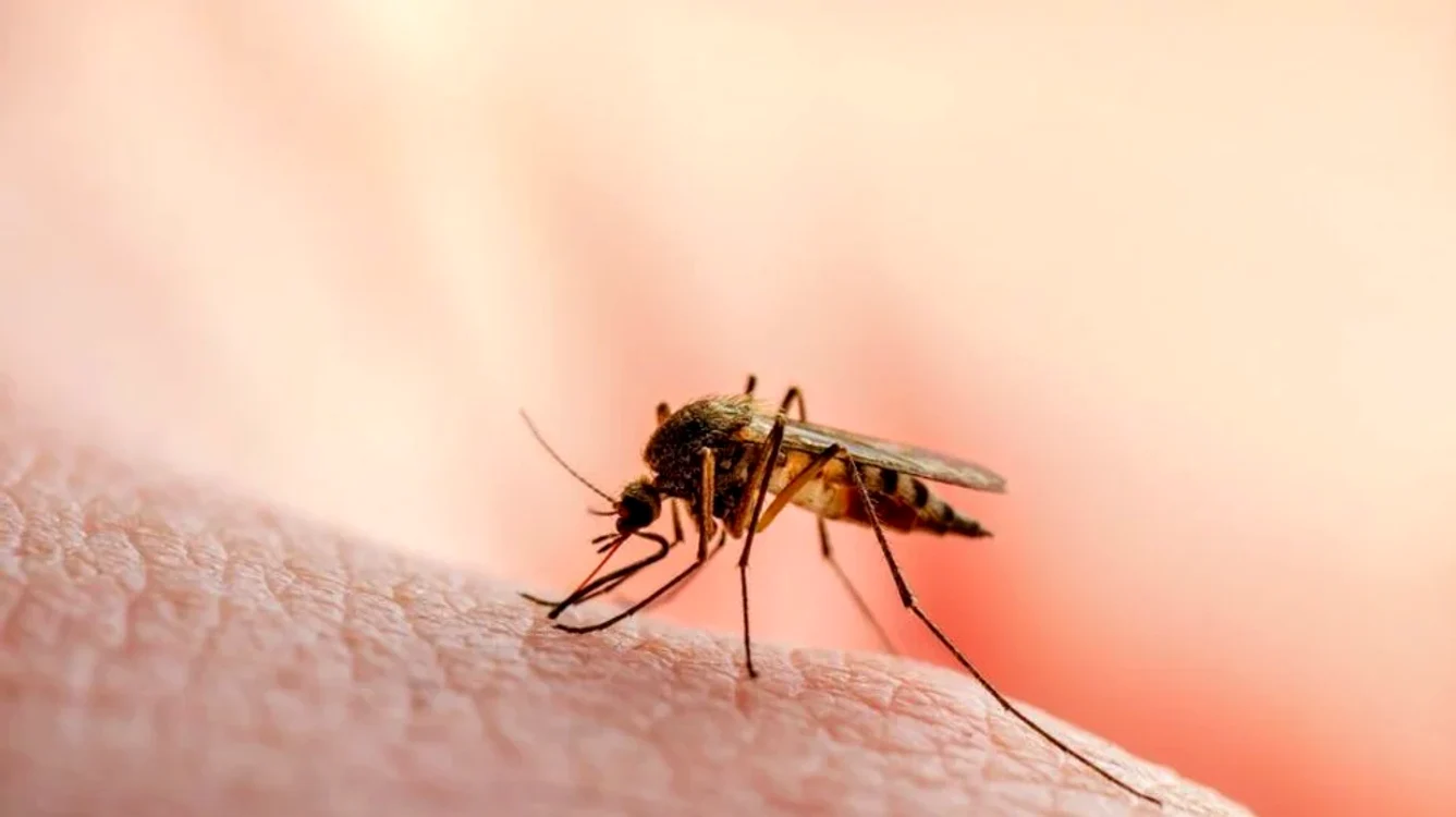 Infectare cu West Nile FOTO Shutterstock