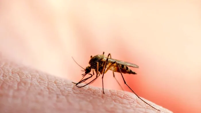 Infectare cu West Nile FOTO Shutterstock