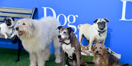 Câini sunt fotografiaţi la premiera filmului Dog Days la Westfield Century City în Century City California Statele Unite ale Americii FOTO Guliver / Getty Images / Frazer Harrison