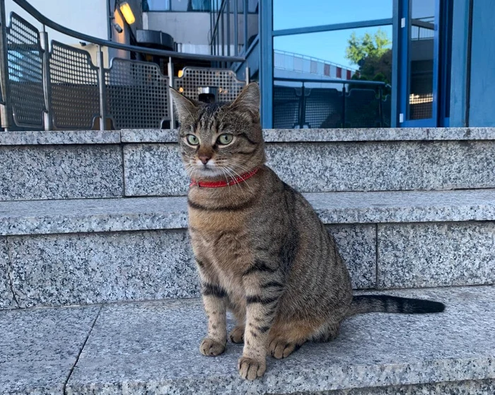 Vasi, pisica mascotă a Aeroportului Otopeni, a dispărut în noaptea de joi spre vineri -Foto Facebook