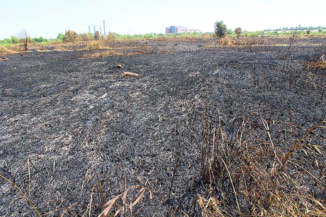 Aproximativ 25.000 mp de vegetaţie au ars