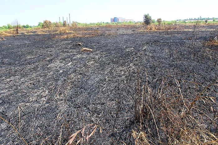 Aproximativ 25.000 mp  de vegetaţie au ars 