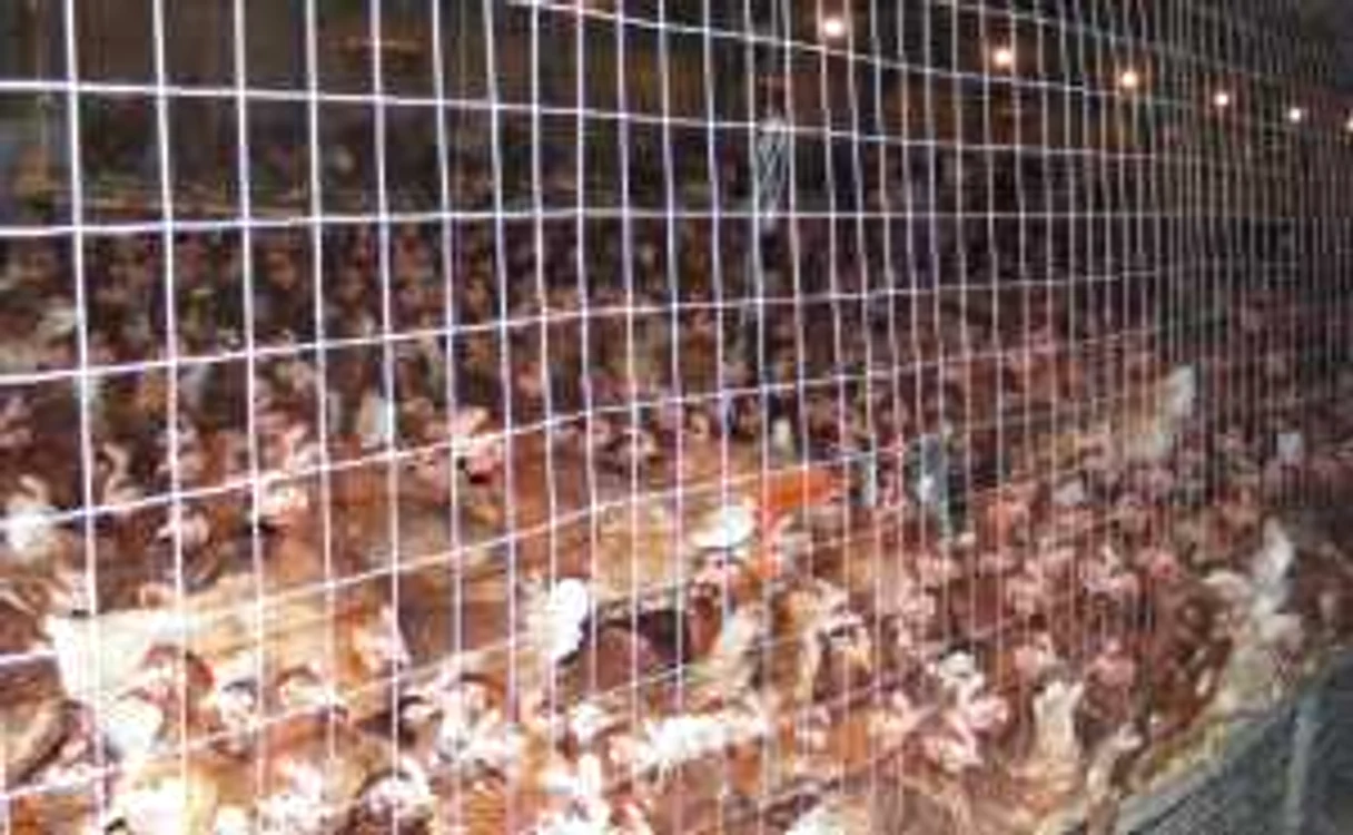 Reguli stricte şi în fermele de păsări FOTO Adevărul