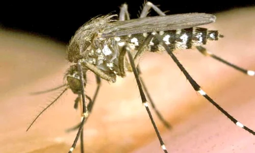 tantar tigru jpeg