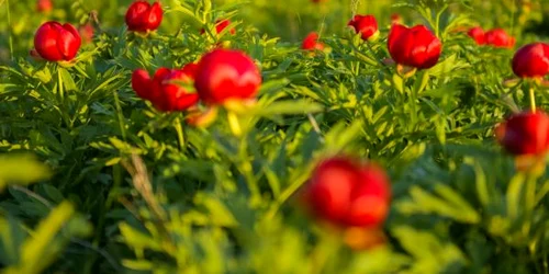 Bujorul românesc din Dobrogea - specie protejată prin lege Sursa Facebook Dragoş Asaftei