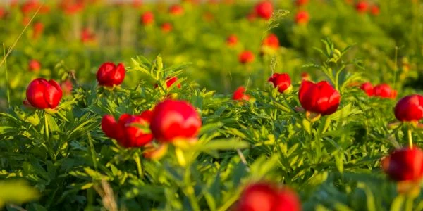 Bujorul românesc din Dobrogea - specie protejată prin lege Sursa Facebook Dragoş Asaftei