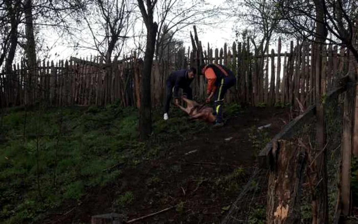 Oamenii au sacrificat porcul schilodit de urs