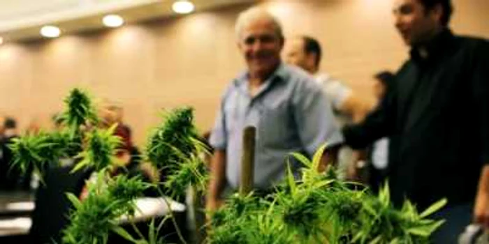 Cehii pot să cultive şi să consume marijuana