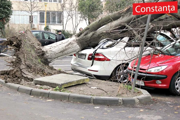 Copacii au fost smulşi din rădăcină şi au distrus maşinile parcate (Foto: Observator de Constanţa)
