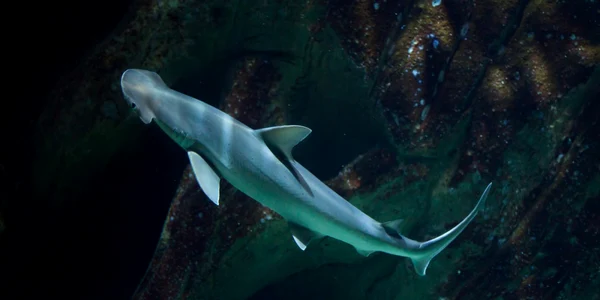 Rechin cu cap lopata Sphyrna tiburo Bonnethead shark FOTO Shutterstock