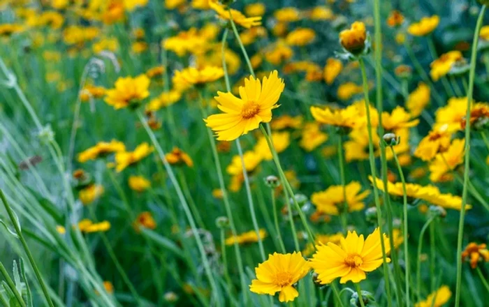 Coreopsis este o plantă cu un aspect spectaculos / foto: Shutterstock