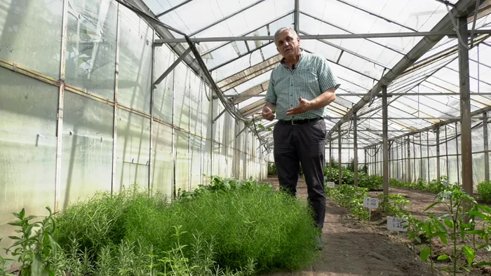 Salsola este aclimatizată de cercetătorul Costel Vânătoru