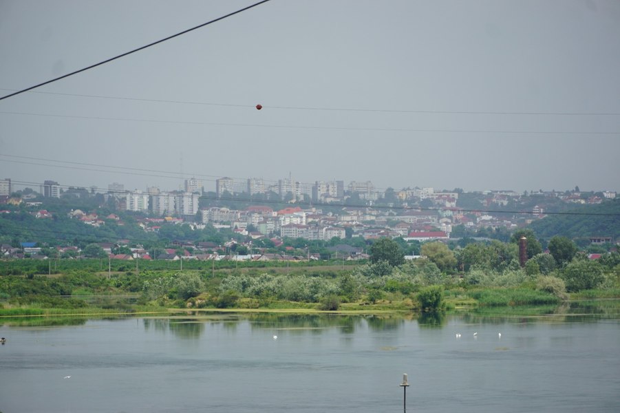 Lebedele de pe Olt, indicator de sănătate a eco-sistemului din regiune 