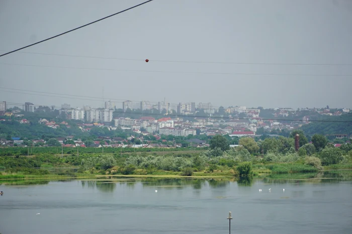 Lebedele de pe râul Olt au devenit o atracție FOTO: George Pițulescu