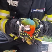 un papagal a fost recuperat dintr un copac de pompieri png