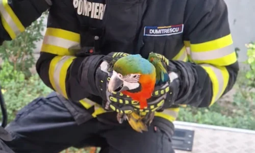un papagal a fost recuperat dintr un copac de pompieri png