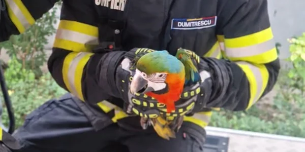un papagal a fost recuperat dintr un copac de pompieri png