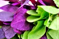 1 85506 original jpg jpeg