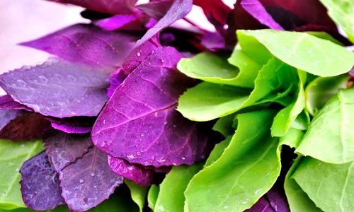 1 85506 original jpg jpeg