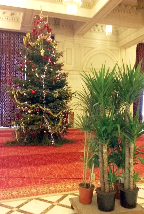 Pe lângă brad, au apărut şi plante exotice