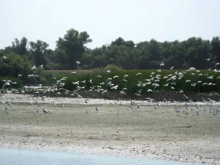 
    Delta Dunării, sălbăticie la capătul pământului  