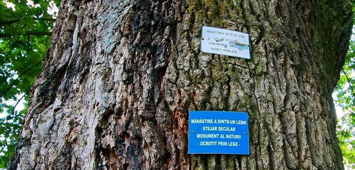 Stejarii seculari de la Mănăstirea Dintr-un Lemn, celebri în întreaga lume, Foto: Adevărul