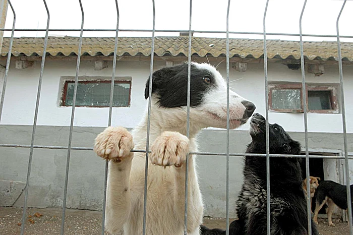În adăposturile Primăriei Capitalei sunt, în prezent, 2.000 de câini