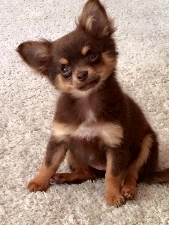 
    Cățelul a fost înapoiat familiei după două săptămânifoto: arhiva personală  