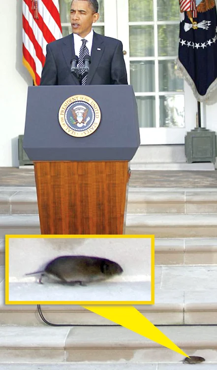 
    Barack Obama nici  nu a observat că  pe la picioarele lui  trece un şoricel  