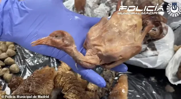 Un restaurant chinezesc a fost închis: porumbei morți erau serviți drept „rață la cuptor”