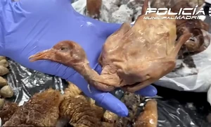 FOTO Poliția municipală din Madrid