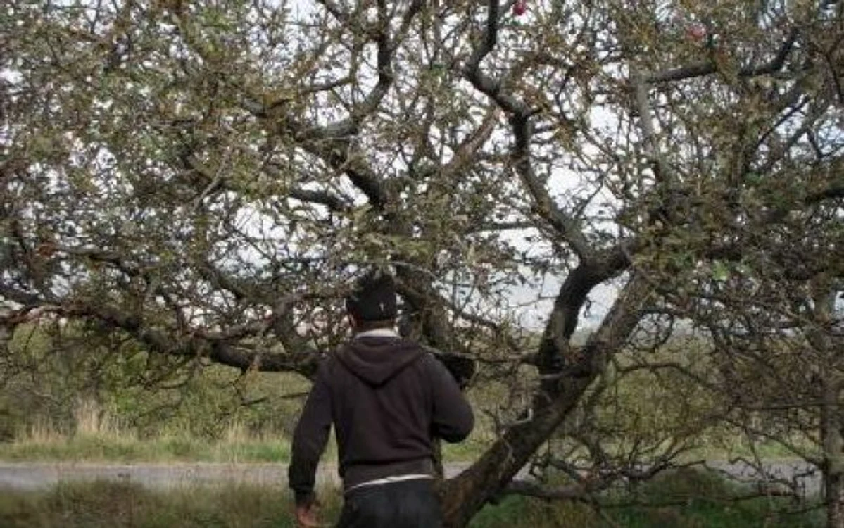 Nepăzită, livada este la cheremul hoţilor.