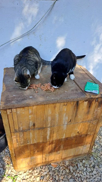 Pisicile se simt  acasă la muzeu