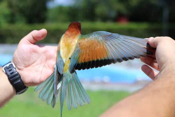 Prigorie inelare Foto Emanuel Ștefan Baltag