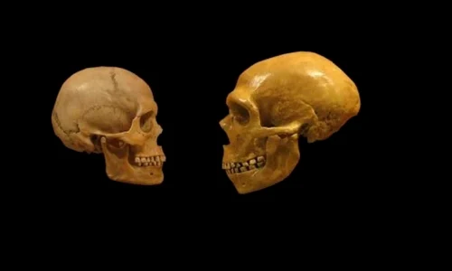 Ce ne a rămas în genom de la omul de Neanderthal jpeg