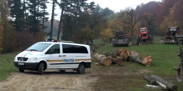 descinderi lemne. foto ipj suceava
