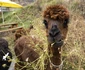 2 alpaca rumega iarba 1610995309 jpg jpeg