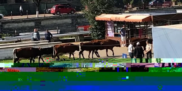 vacile din vatra dornei 