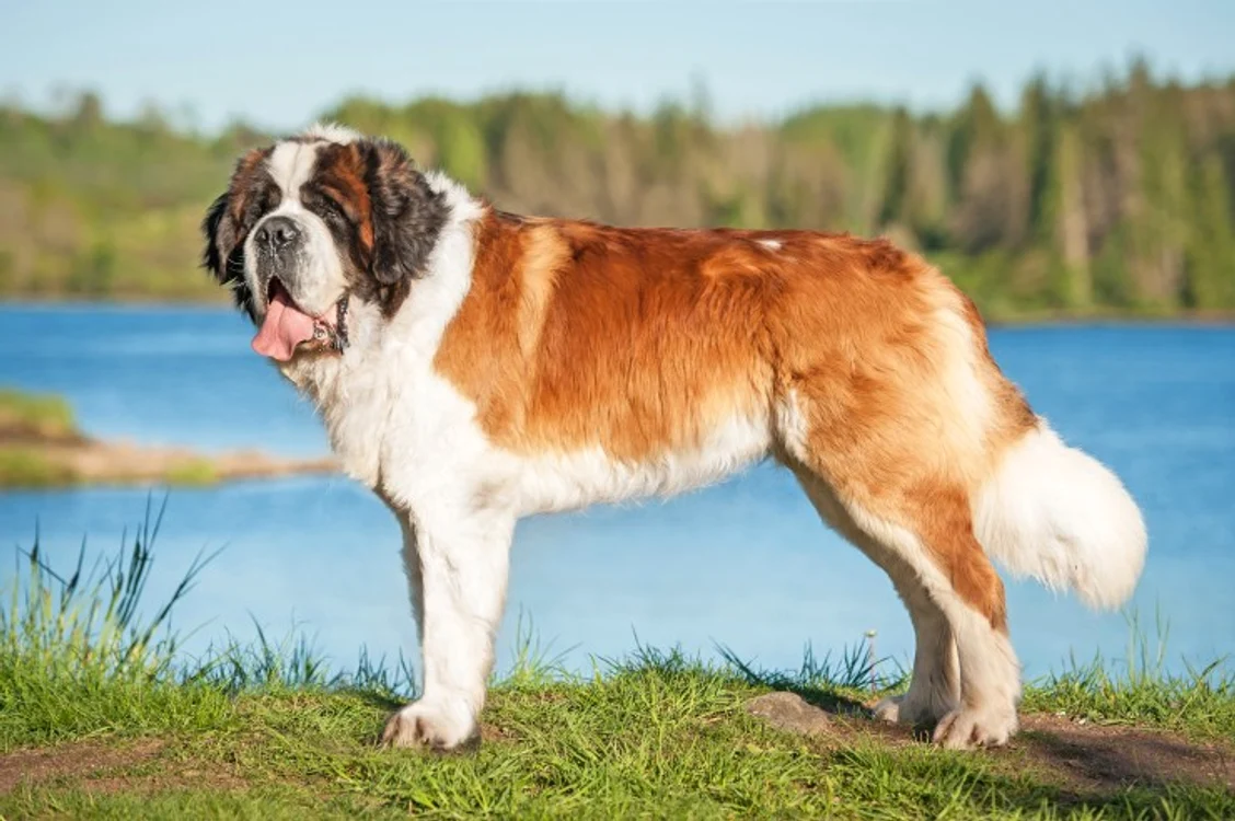 saint bernard jpg jpeg