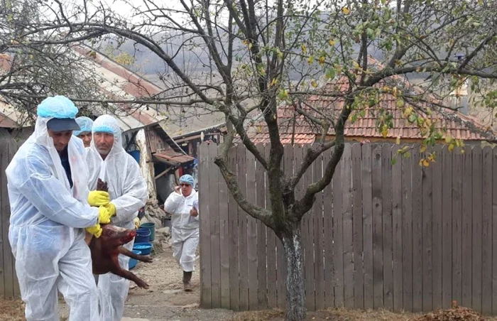 Inspectorii sanitari au mai găsit doar purceluşi în gospodării FOTO Ana Popescu