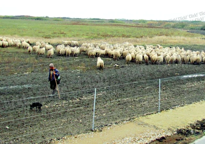 Ciobanul şi-a făcut casă într-o dubiţa Ford