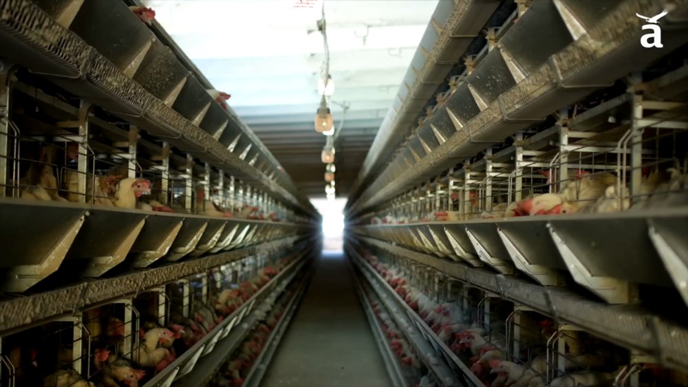 Gripă aviară în Brazilia, cel mai mare exportator mondial de carne de pui