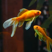 pestisori aurii jpg