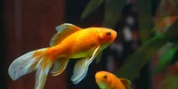 pestisori aurii jpg