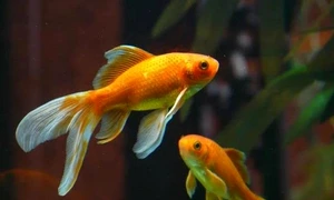 pestisori aurii jpg