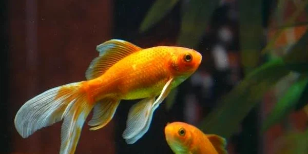 pestisori aurii jpg