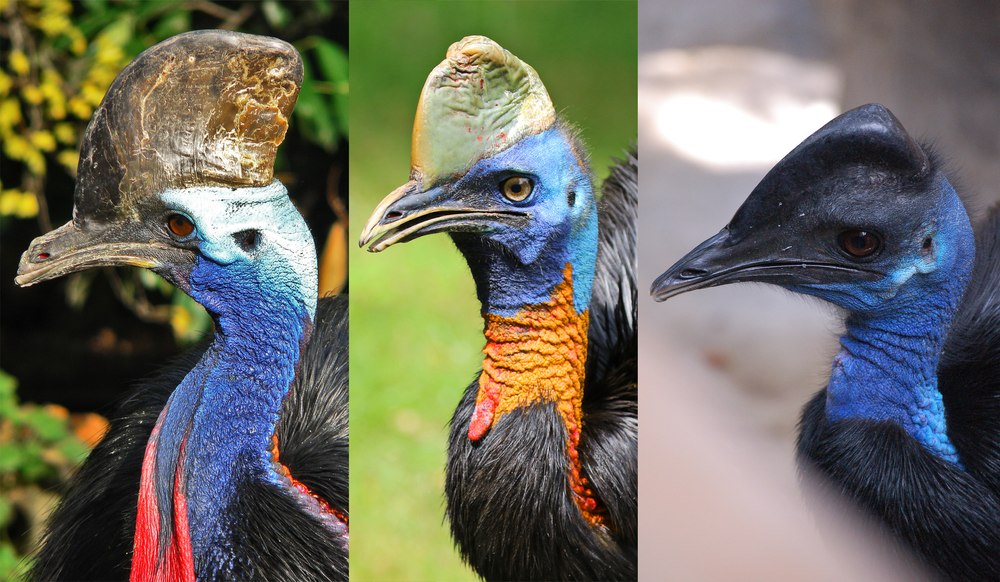 Dinozaurul viu, cea mai periculoasă pasăre din lume. Face salturi de doi metri și poate eviscera un om cu o singură lovitură